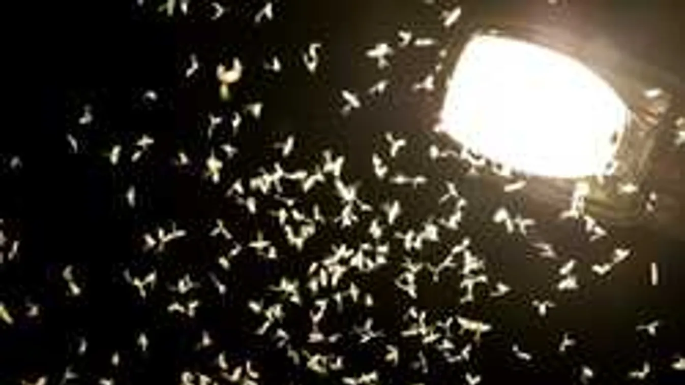 Kiderült, meddig tart a dunai rovarinvázió