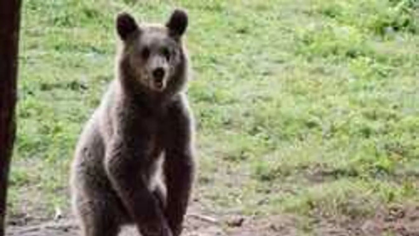 Anyamedvék a bocsaikkal randalíroztak több ház udvarán Székelyföldön