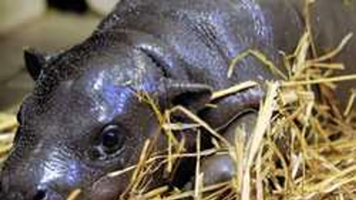 Nem hiszed el, hogy mit művelt ez a perverz férfi a vízilóval