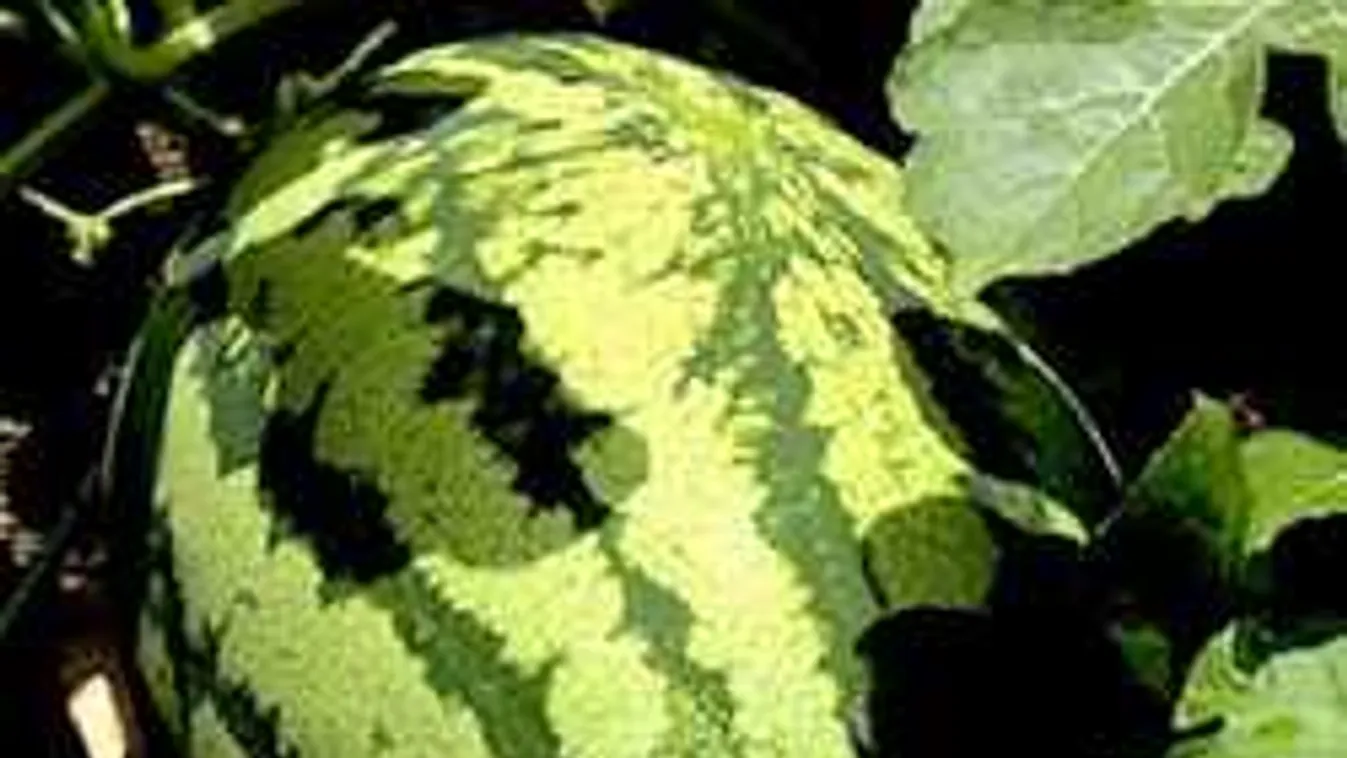 Döbbenetes méretű görögdinnye termett Medgyesen