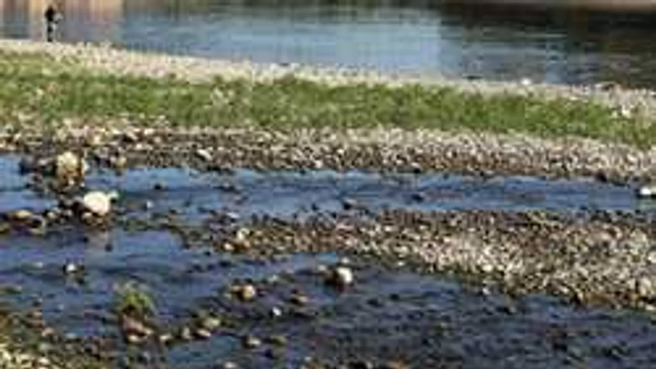 Paradicsom és dinnye palánták százai nőnek a kiszáradt patakmederben