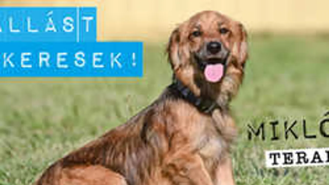 Hatalmas ötlet: Hirdetésben keresnek "állást" a kutyák