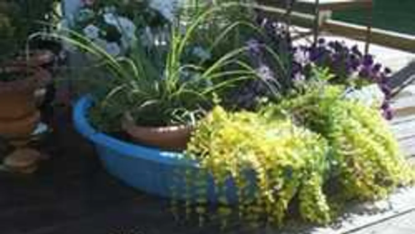 Így mentsd meg a termést nagy hőségben. Mutatjuk a legszuperebb kerti tippeket