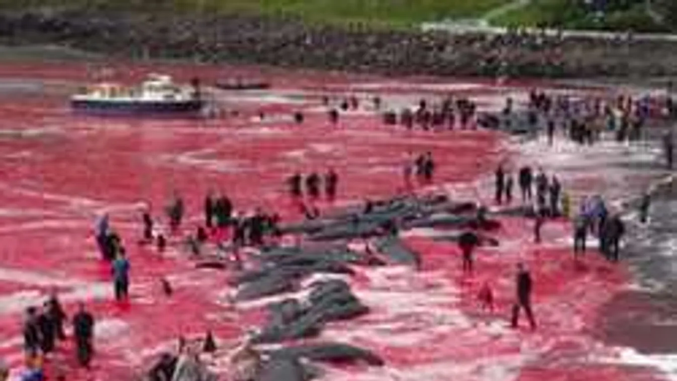 Felkavaró videó: Vörös lett a tenger a kegyetlen mészárlástól!