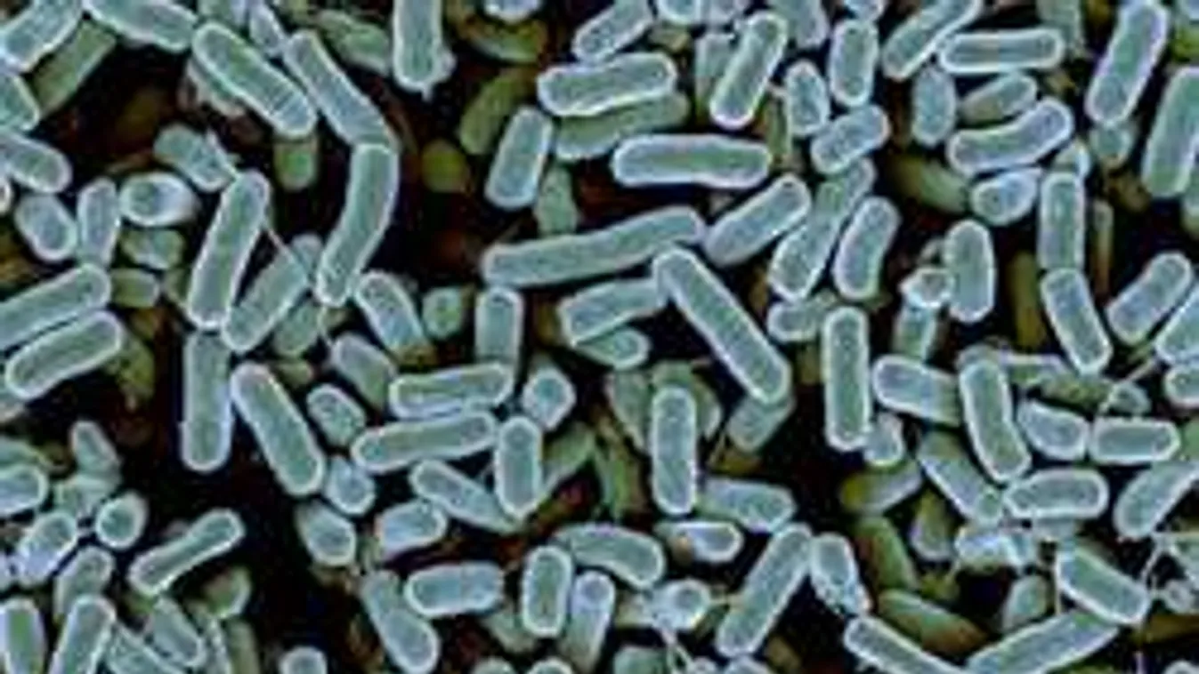 Régen elfelejtett kórokozók támadhatnak ismét