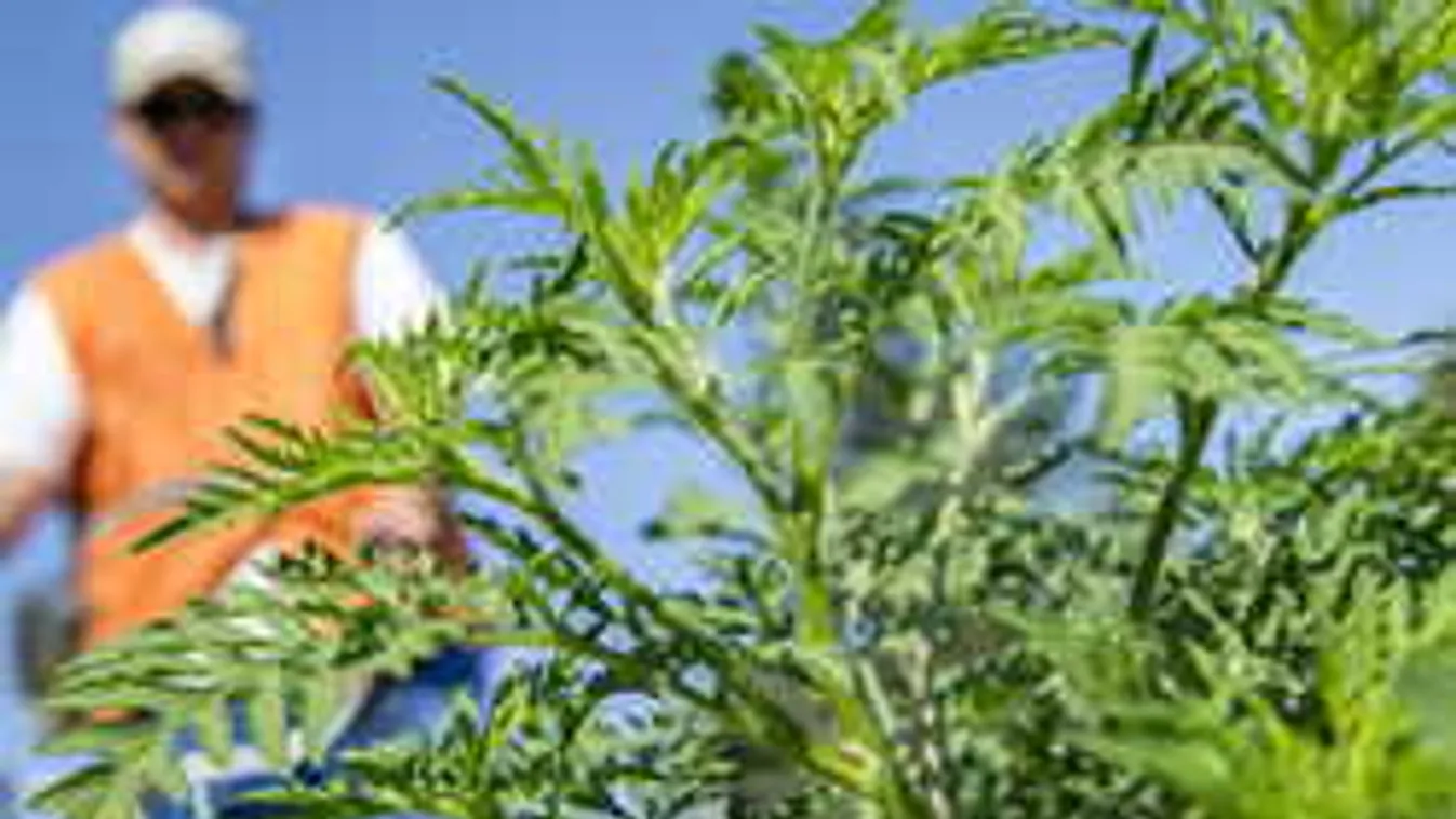 Szenvednek a magyar sztárok a parlagfűtől