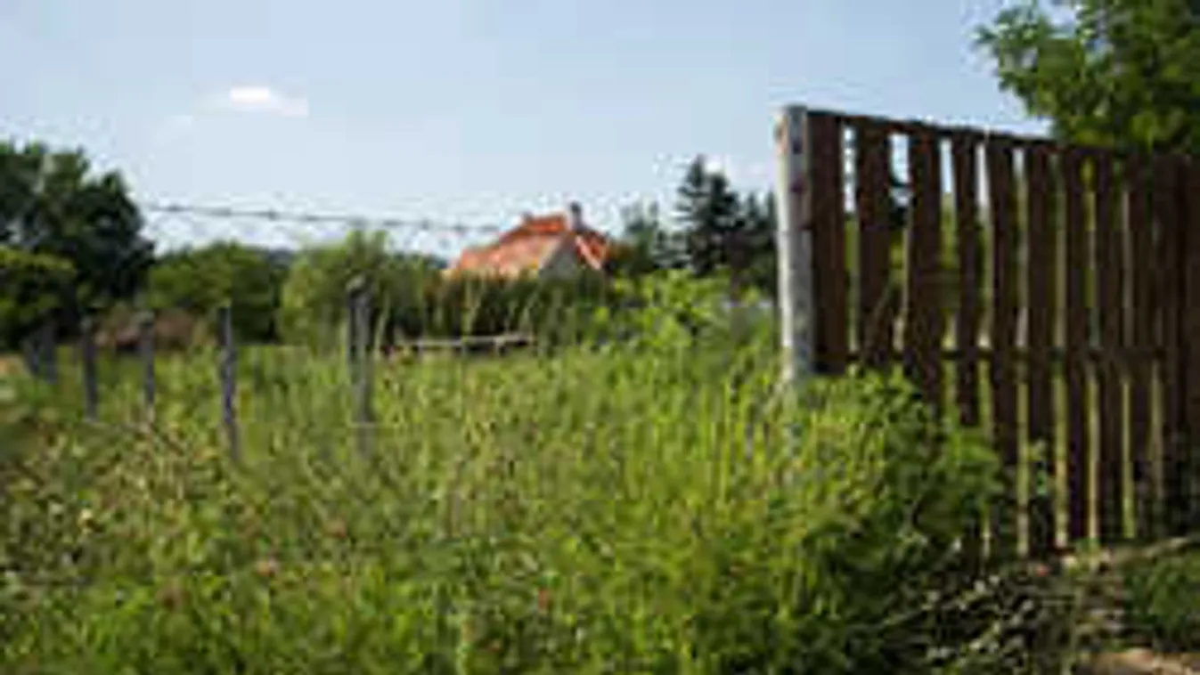 A Ripost harcot indít a parlagfű ellen, felvesszük a kesztyűt