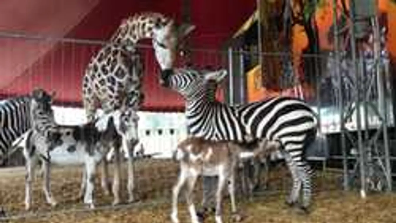 Ki látott már ilyet, furcsa jövevény született egy magyar cirkuszban