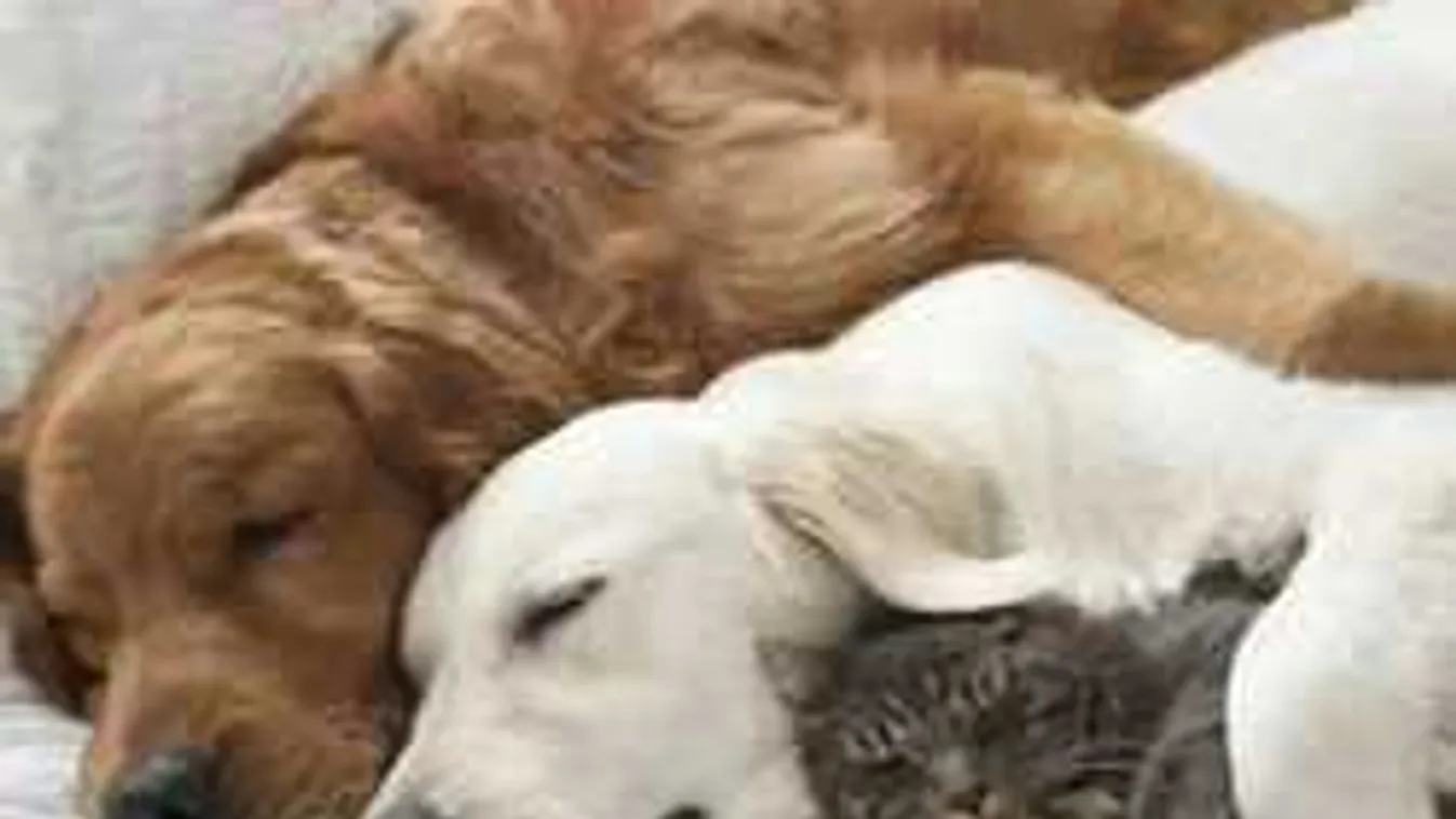 Macskák vs. fociszurkolók, melyikük a cukibb?