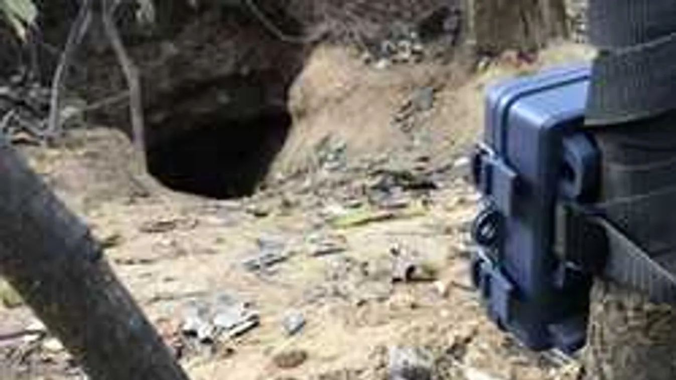 Õrület, mit rögzített Nógrádban az éjszakai vadkamera