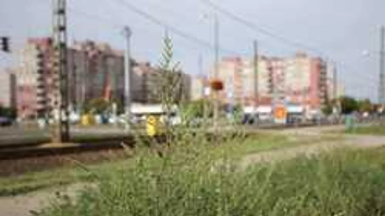 Összefog az ország a parlagfűirtásért! Vonatokon is támad a pollen