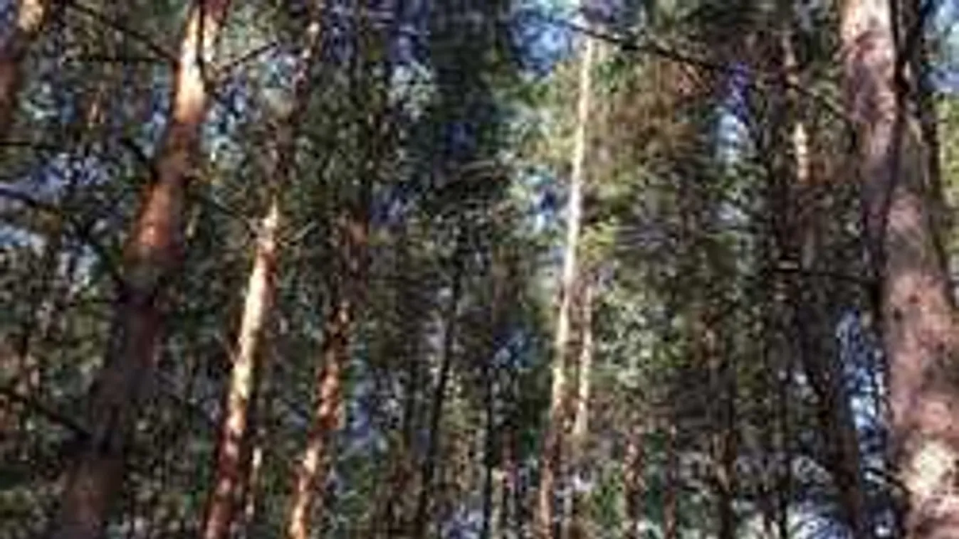 Döbbenetes, mit vett fel éjszaka Nógrádban a vadkamera