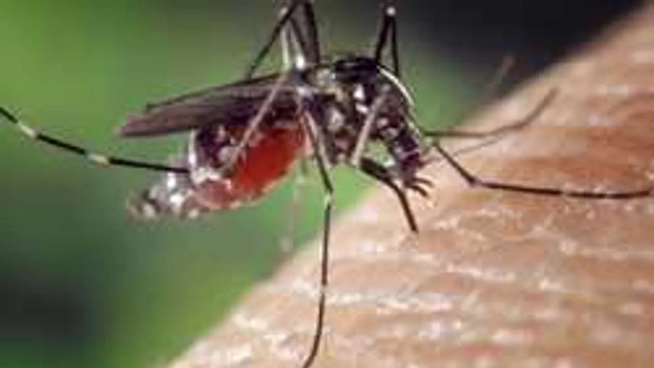 Már magyar áldozata is van a nyugat-nílusi láznak