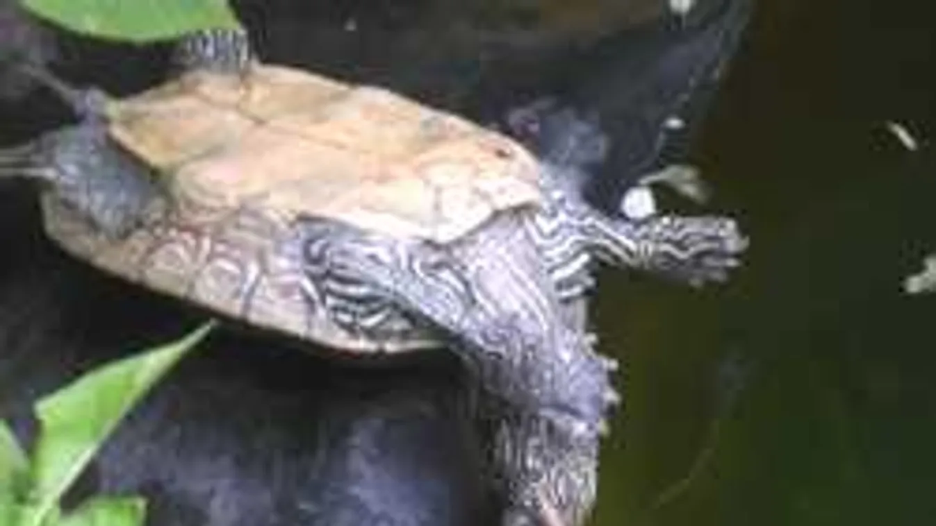 Még a teknőst is kifektette ez a hőség - fotók