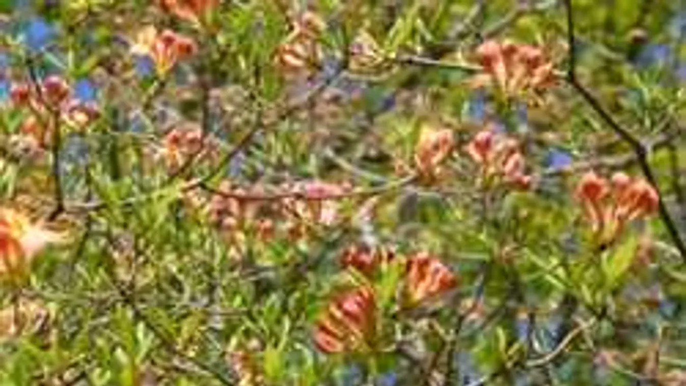 Csak a zsenik tudják ezt megoldani - te megtalálod a lepkét a képen?