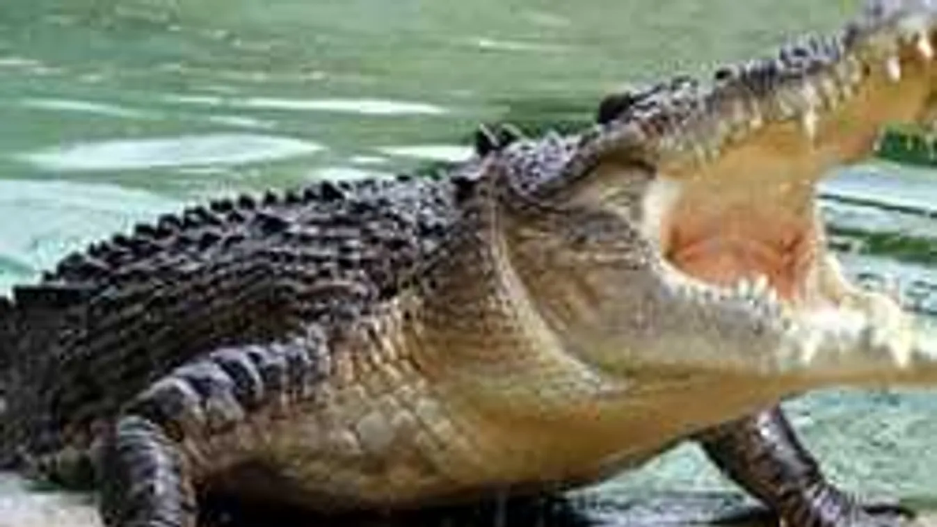 +18-as videó: szörnyű, mit művelt gondozójával az óriási krokodil