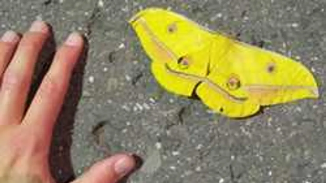 Szexéhes óriáslepkék lepték el Pécs belvárosát