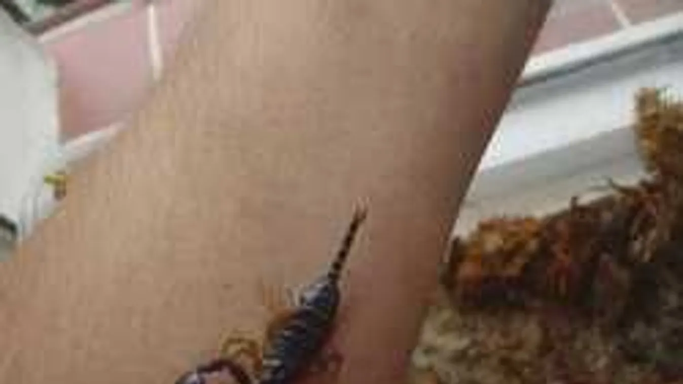 Rémület! Skorpiót hoztak haza a nyaralásból és nem is tudtak róla!