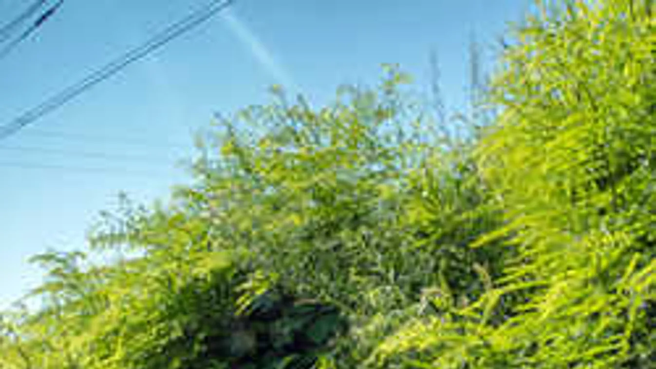 Újabb Ripost-siker: levágták a parlagfüvet Újbudán