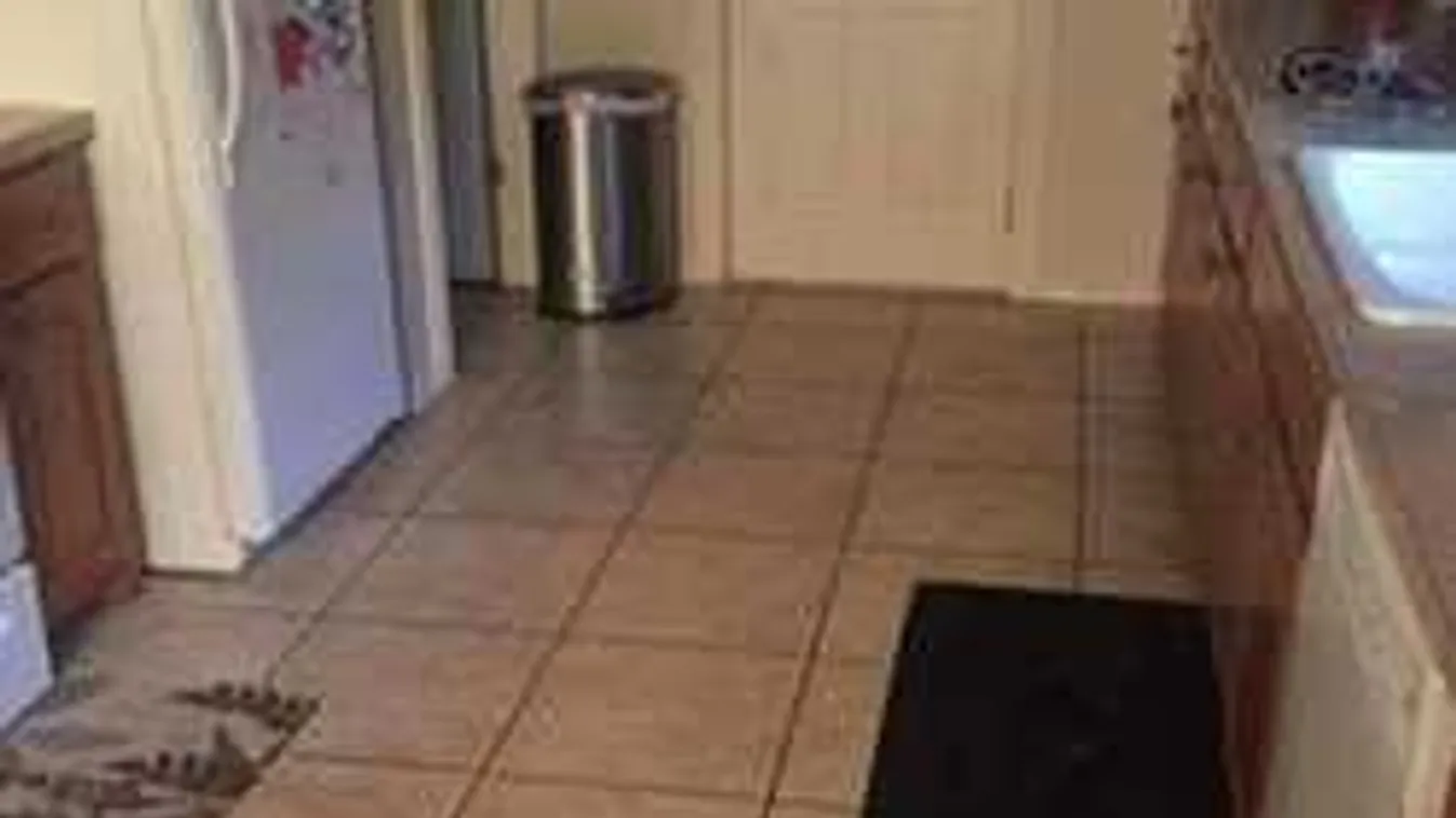 Találd meg a kutyát a képen - ha sikerül, akkor zseni vagy!