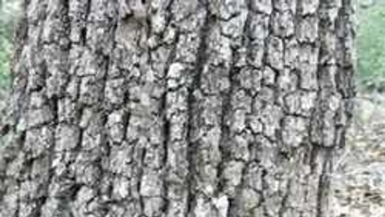 Találd meg a kígyót a képen - erre csak az emberek 6%-a képes!