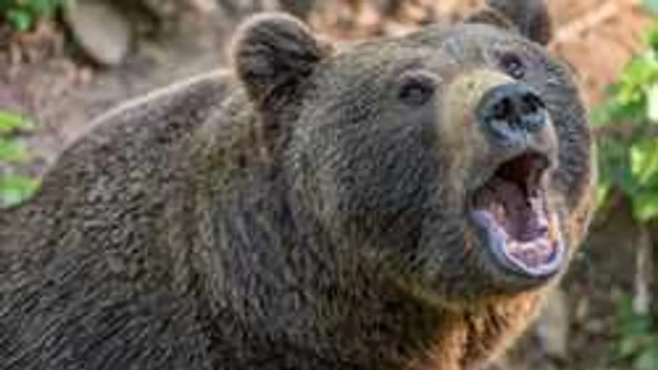 Újabb súlyos medvetámadás történt - Megrázó videó