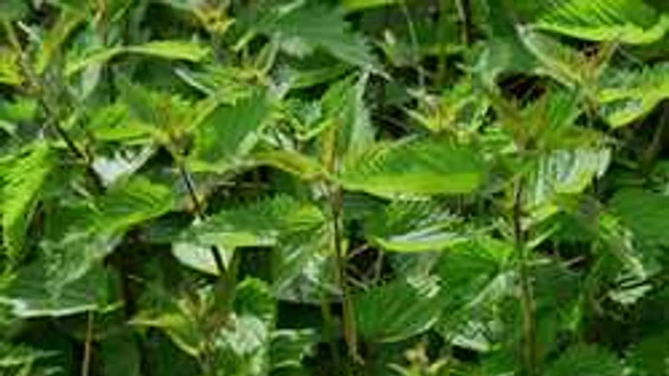 Így gyógyultak nagyanyáink, bizarr, de hatásos módszerek