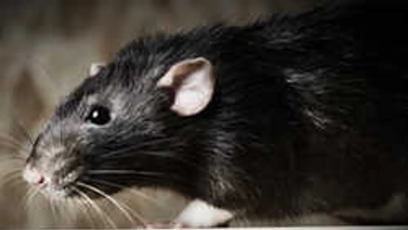 Kabaré egy McDonald&#39;sban: felmosóval üldözték a patkányt - videó