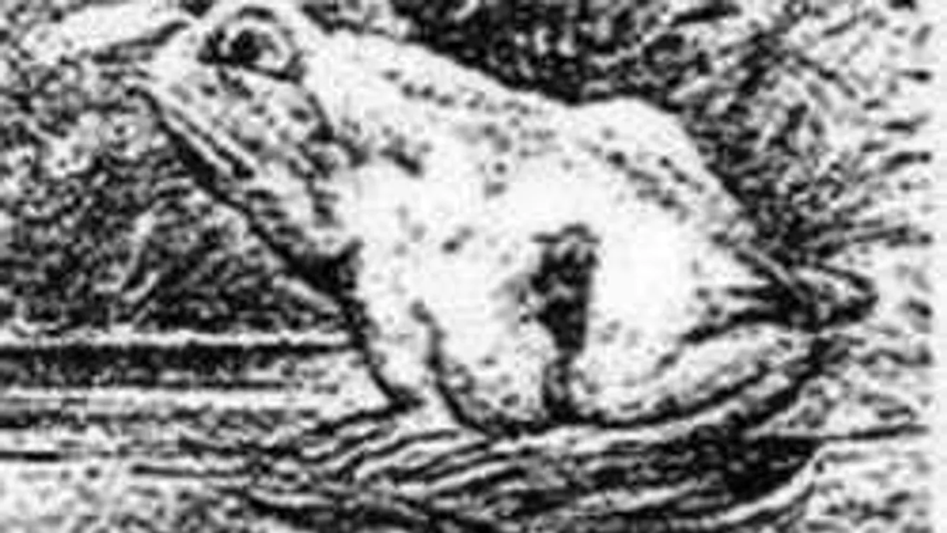 Nem hiszel a szemednek: mit látsz meg először a képen?!