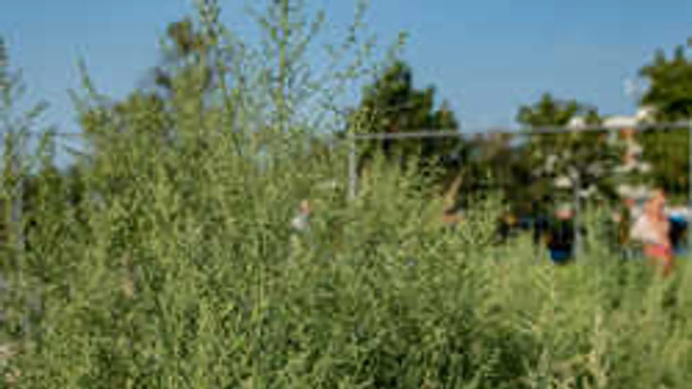 Váratlan hír jött, így folytatódik a parlagfűháború