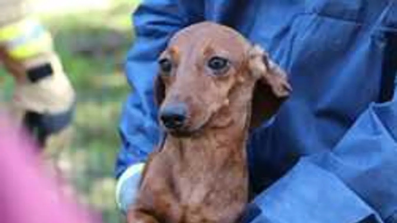 Ez nem Disney-mese: Majdnem 100 tacskót tartottak egy lakásban