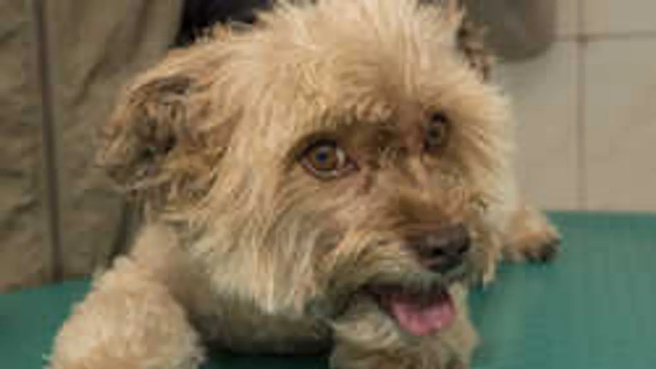 Falhoz vágta a hős kutyát az agresszív férj