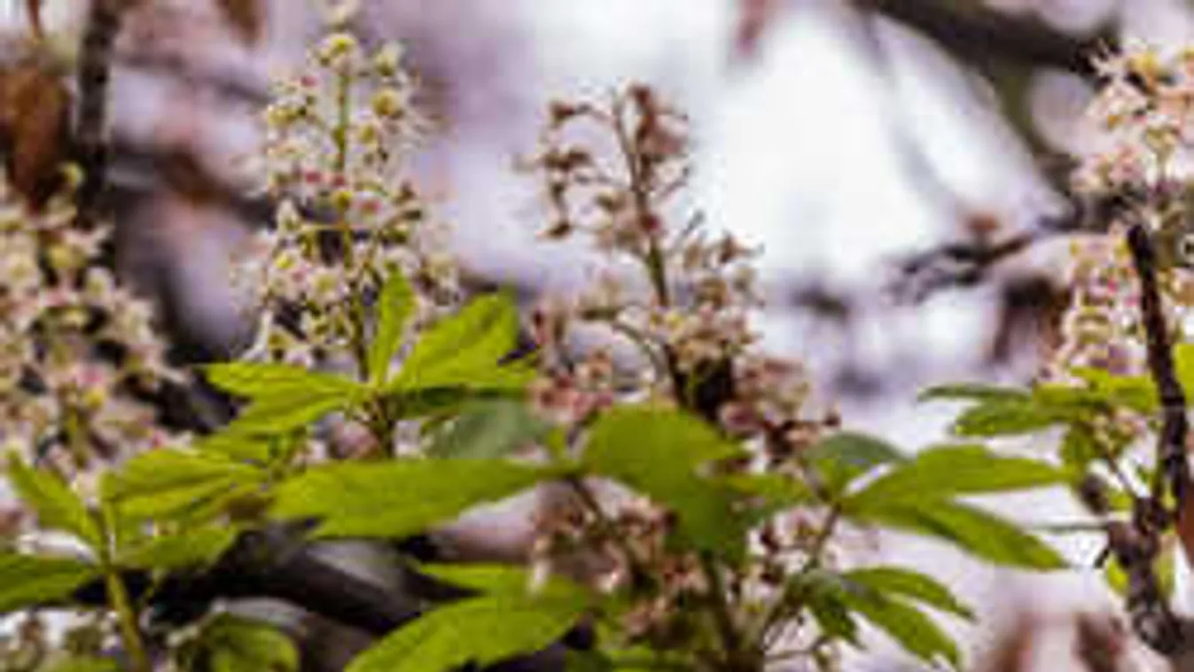 Szomorú valóság: a szép látvány oka valójában a haldoklás