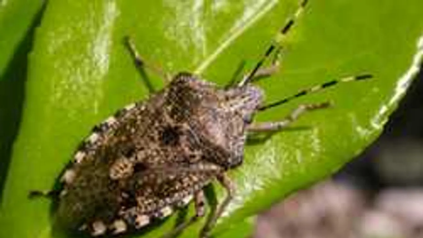 Itt a poloskainvázió!