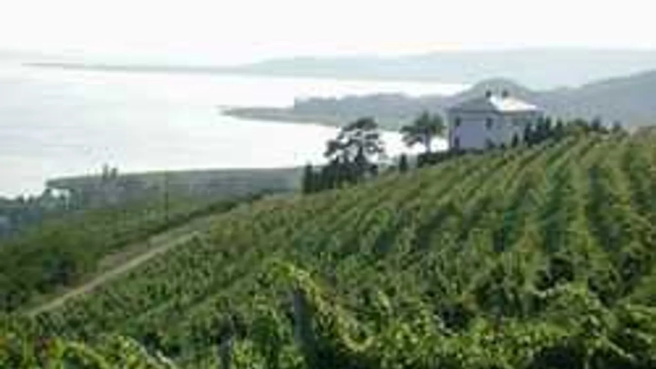 Szívszorító, amit a meggyilkolt badacsonyi borász édesanyja mond