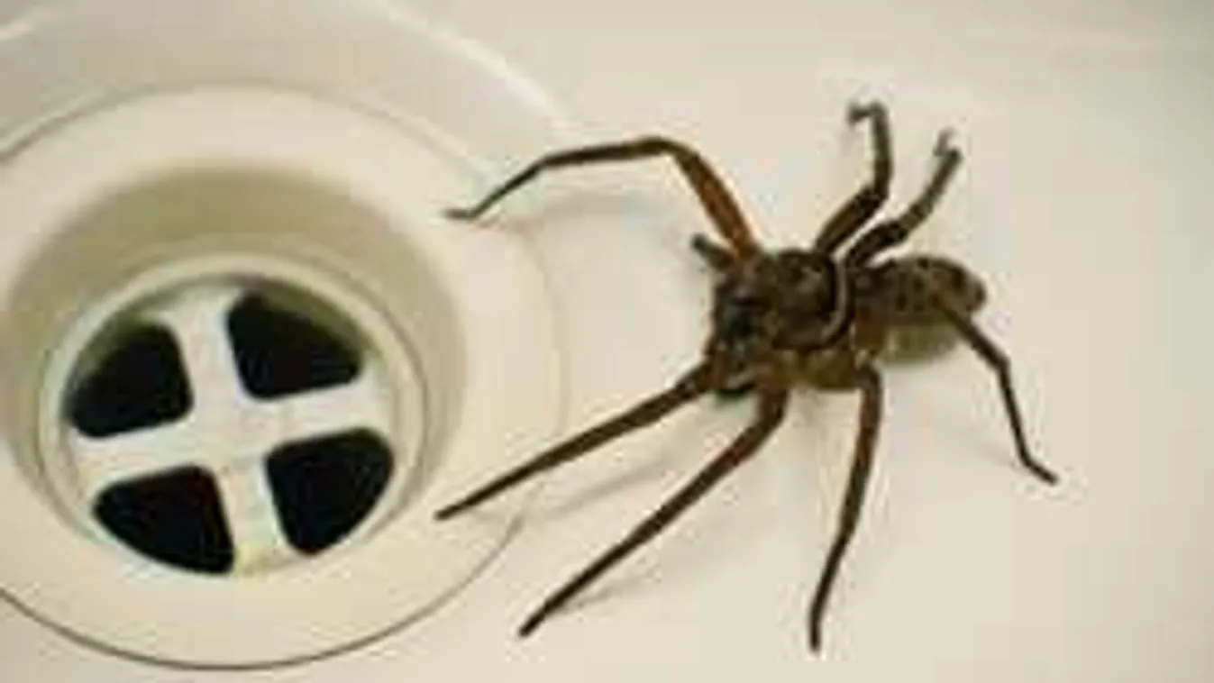 Horror: lefolyóból másznak elő az óriáspókok az otthonokban!