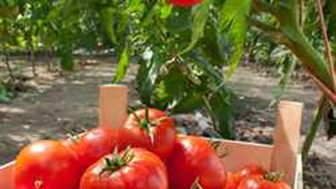 Mutáns paradicsom termett a magyar kiskertben, elborzadt a háziasszony