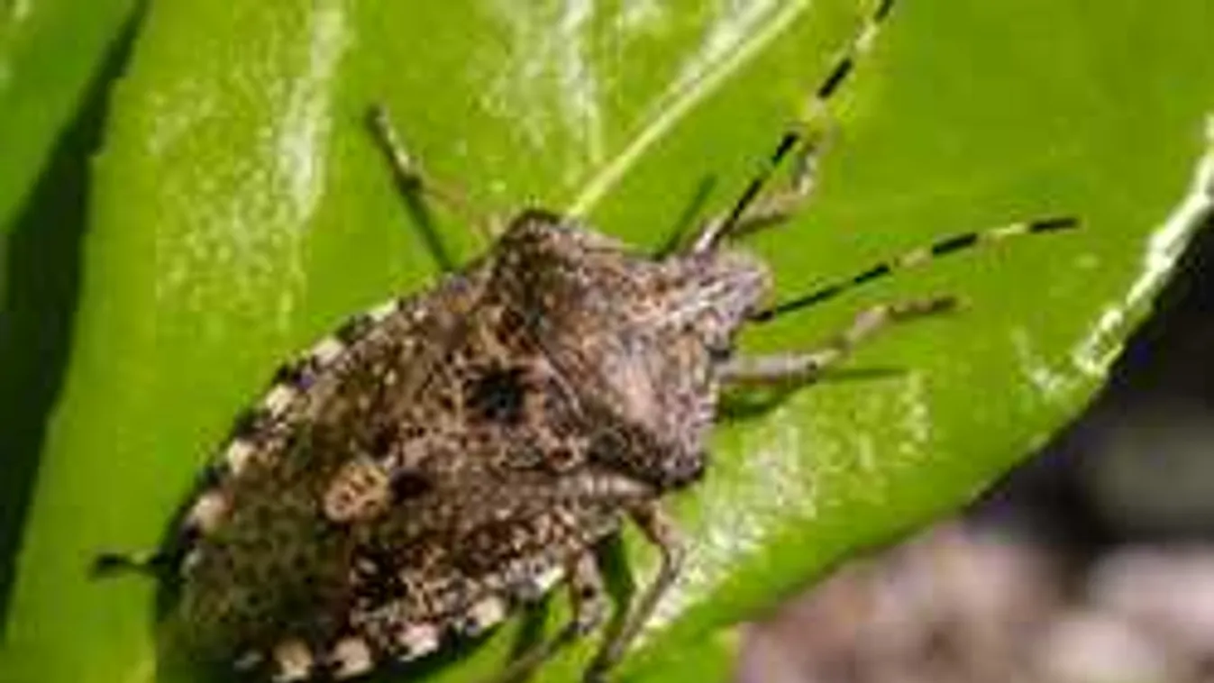 A szakértő megmondta: ez okozza az elviselhetetlen poloskainváziót