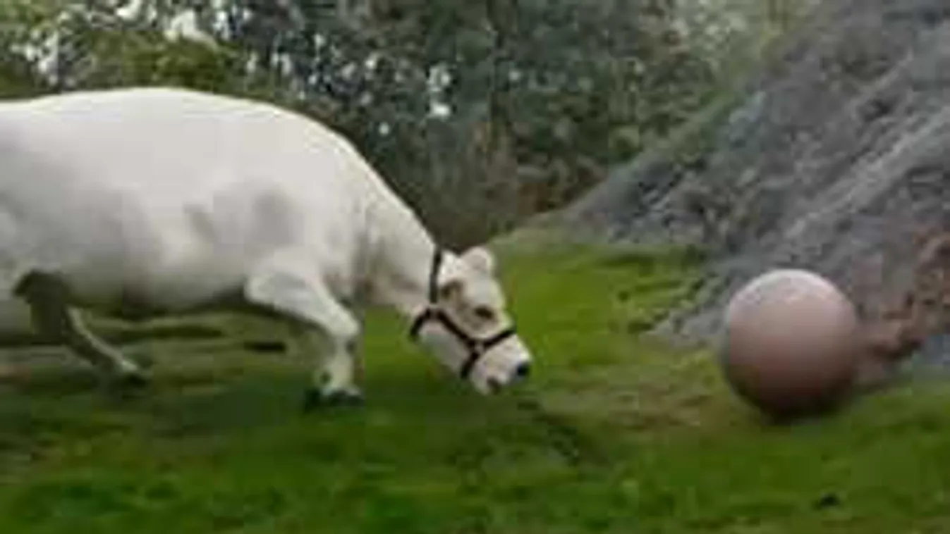 Focistákat megszégyenítő technika: Õrület, mit művel ez a marha