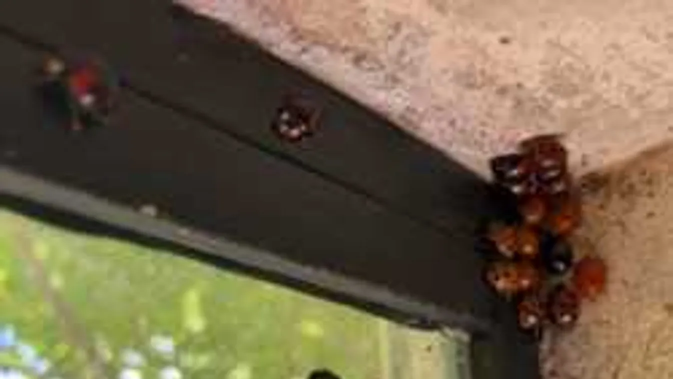 Újfajta rémisztő bogarak inváziója fenyeget Magyarországon