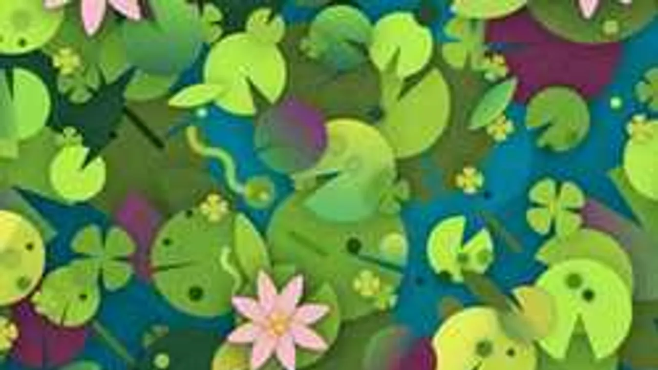 Találd meg a teknőst a képen - az emberek 94%-a képtelen rá!