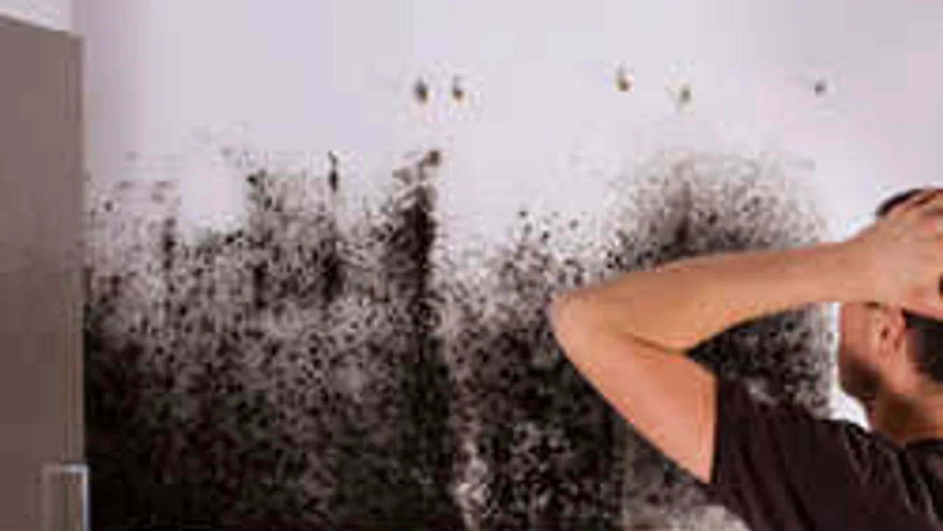 Jönnek az őszi esők, támad az életveszélyes fekete penész