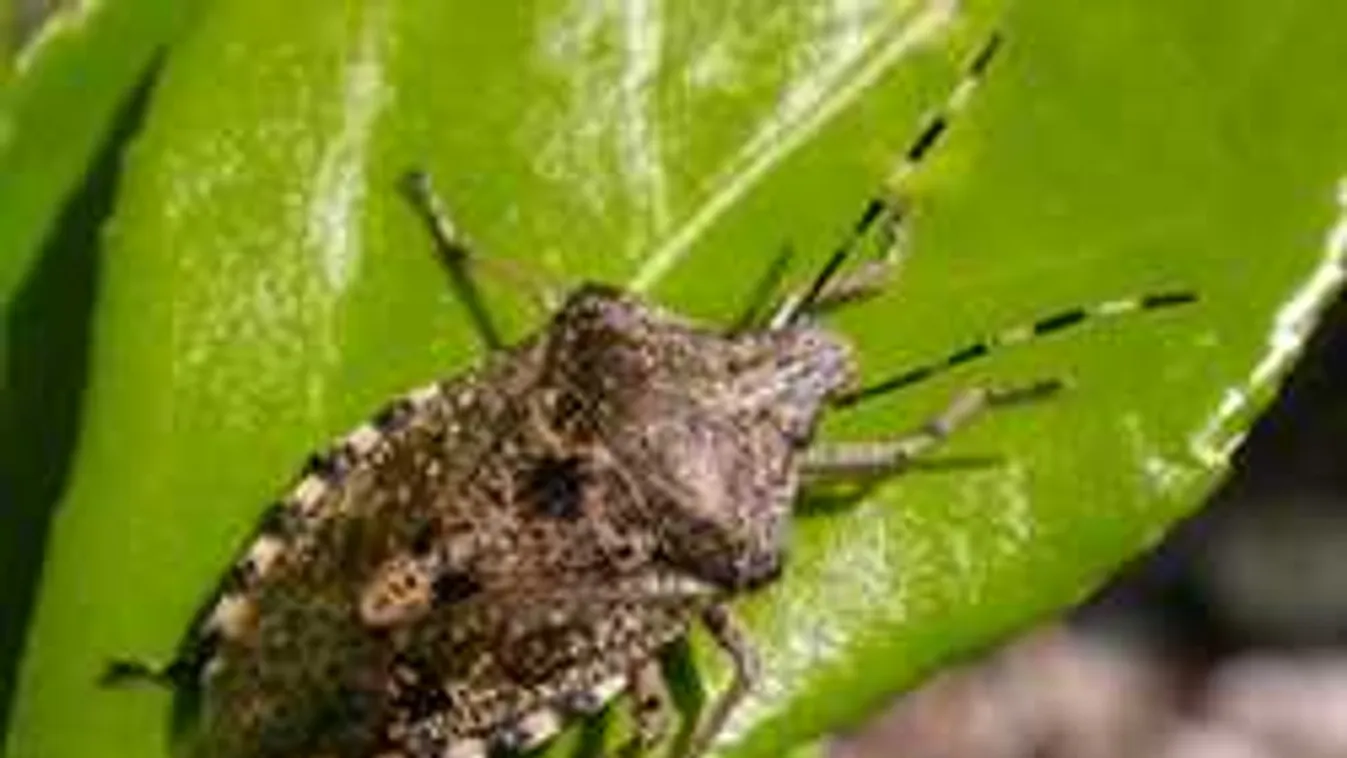 Kiderült, meddig tart még az őszi poloskainvázió