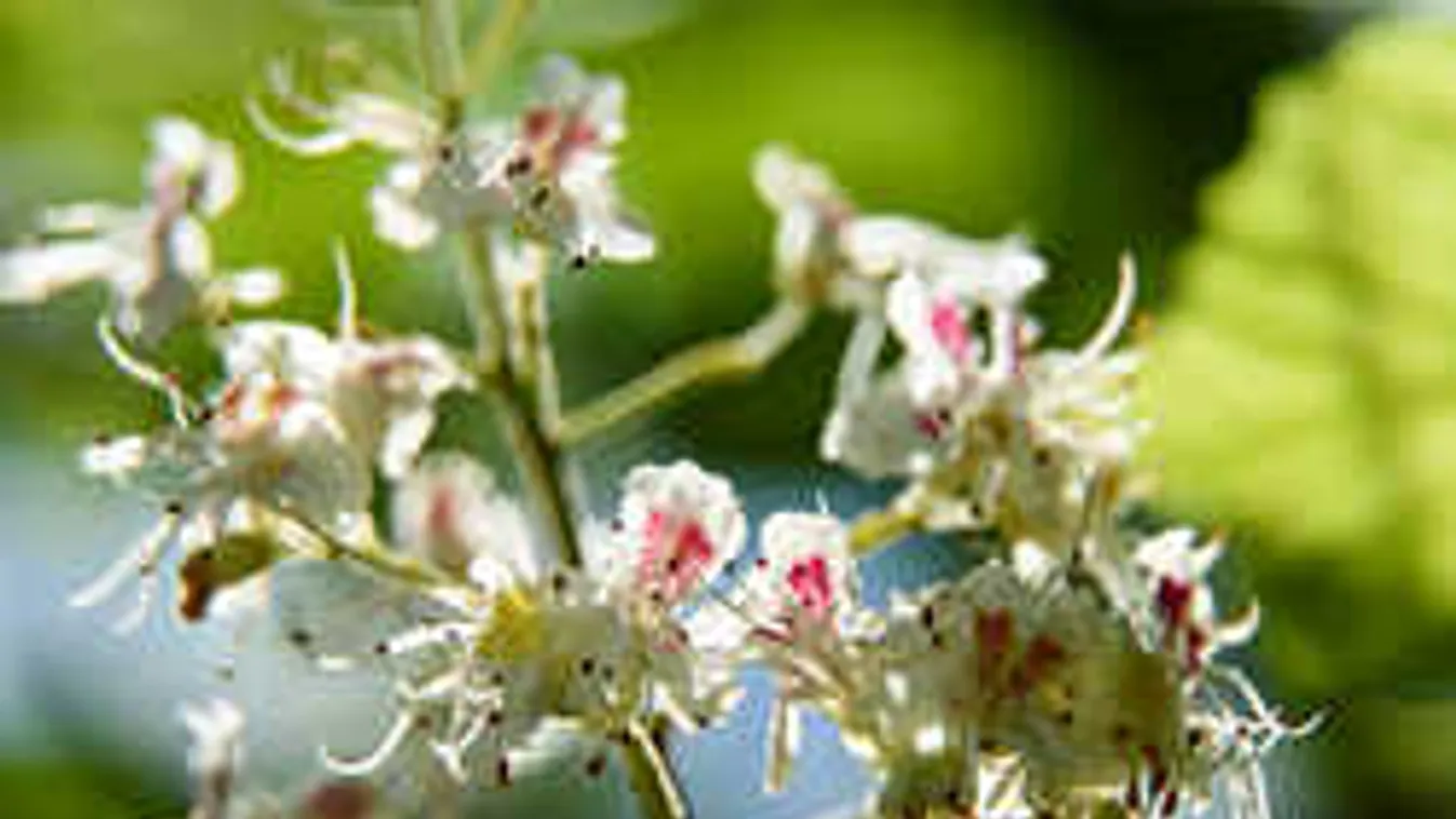 Tavasz az őszben: így borul virágba a természet