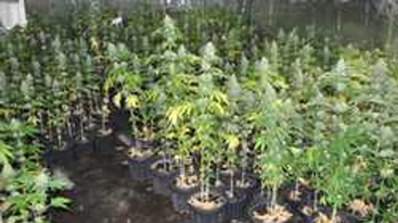 Katonás rendben álltak a marihuánapalánták az emeleten