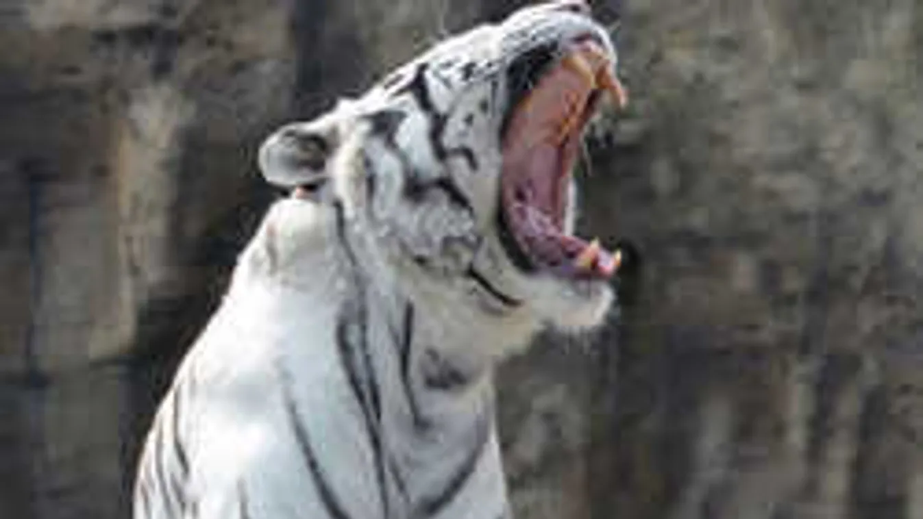 Dráma az állatkertben: brutális, ahogy kivégezte gondozóját a fehér tigris