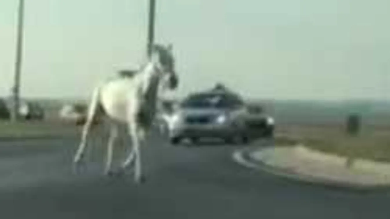 A mohácsi körforgalomban, autók között ügetett egy elszabadult ló