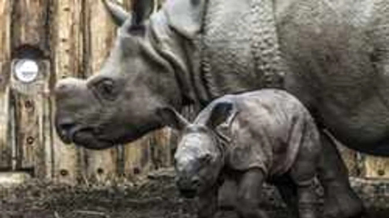 Reggelig lehet még  szavazni, mi legyen a neve az Orbán Viktor pártfogolta rinónak