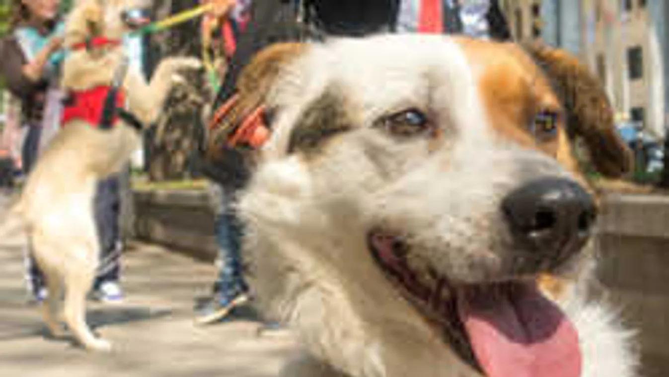 Így örült a kutyus, miután három év után rátalált a gazdája! - videó