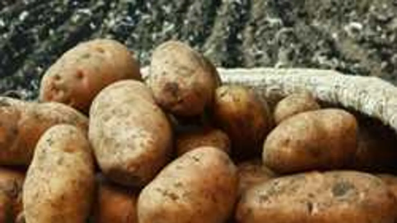 Ne lepődj meg, ha ronda és drága lesz a krumpli